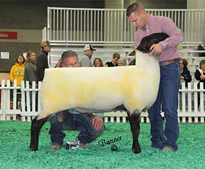 Jacobsen Sires