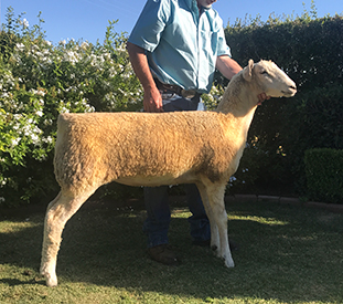 Jacobsen Ranch Montadales