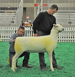 Jacobsen Ranch Winners