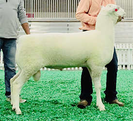 Jacobsen Ranch Winners