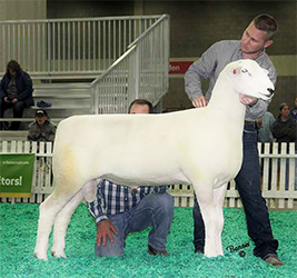 Jacobsen Ranch Winners