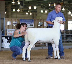 Champion Ram CA State Fair