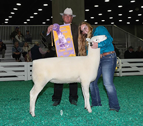 Reserve Champion Ewe NAILE Jr. Show
