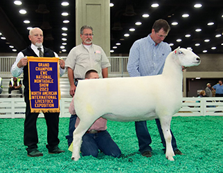 Champion Ewe 2023 NAILE