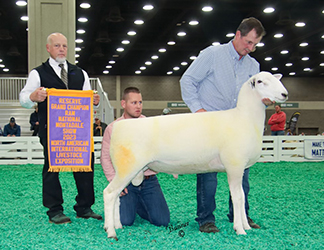 Reserve Champion Ram 2023 NAILE