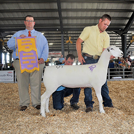 Reserve Champion Ewe 2023 Nartional sale