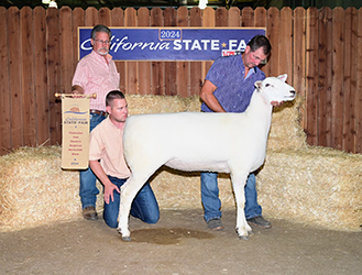 Champion Ewe CA State Fair