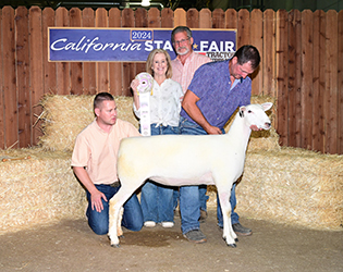 Reserve Champion Ewe CA State Faie